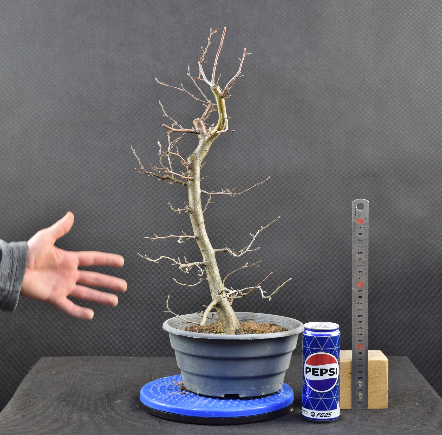 Carpinus betulus 28
