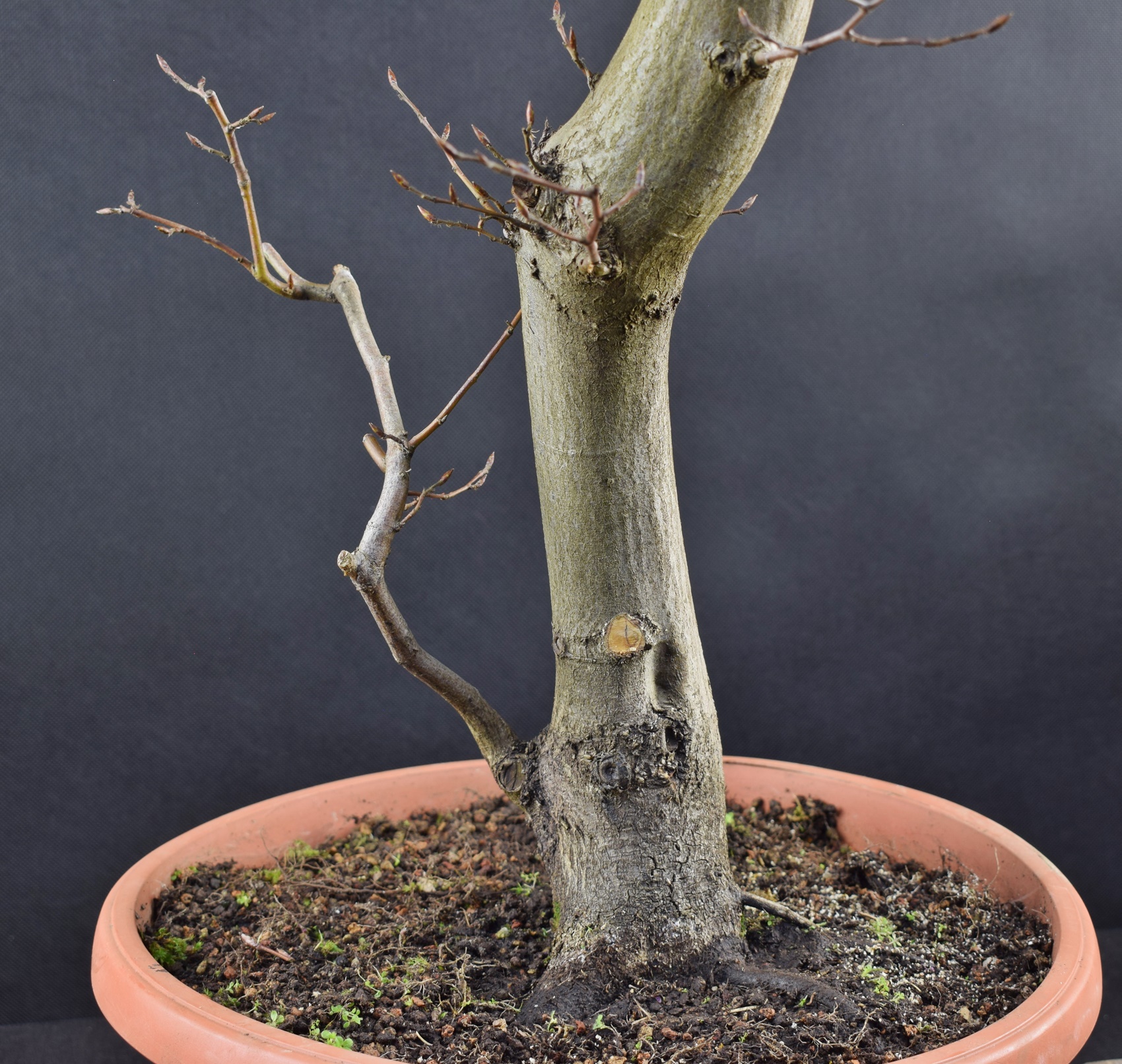 Carpinus betulus 29