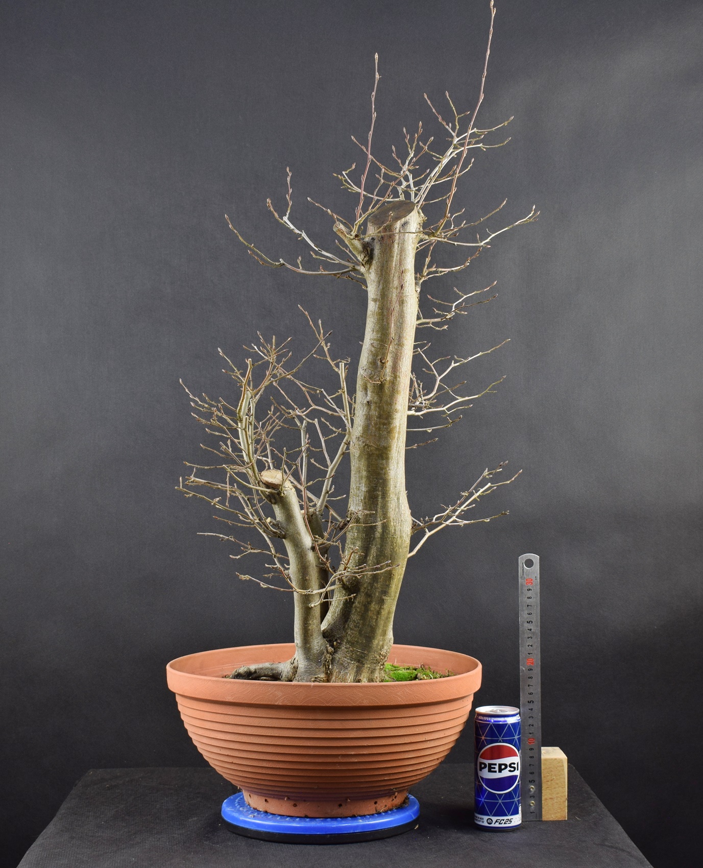 Carpinus betulus 30