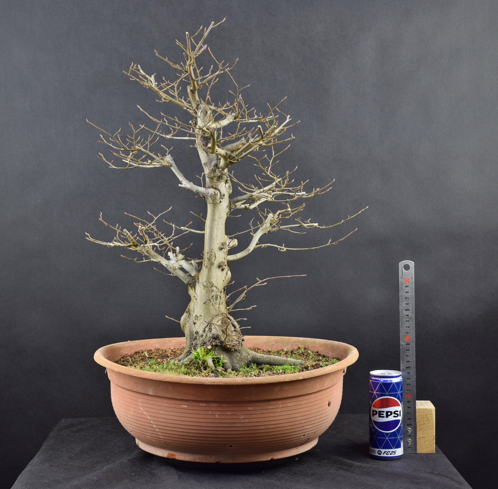 Carpinus betulus 31