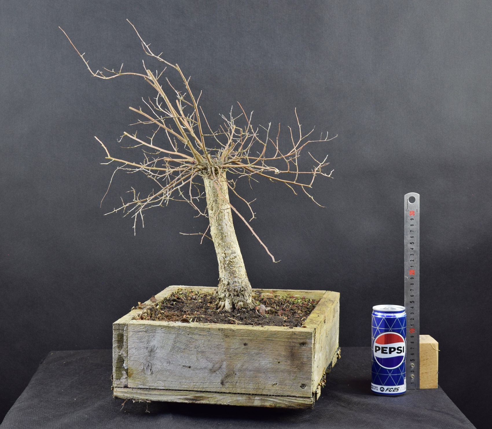 ulmus