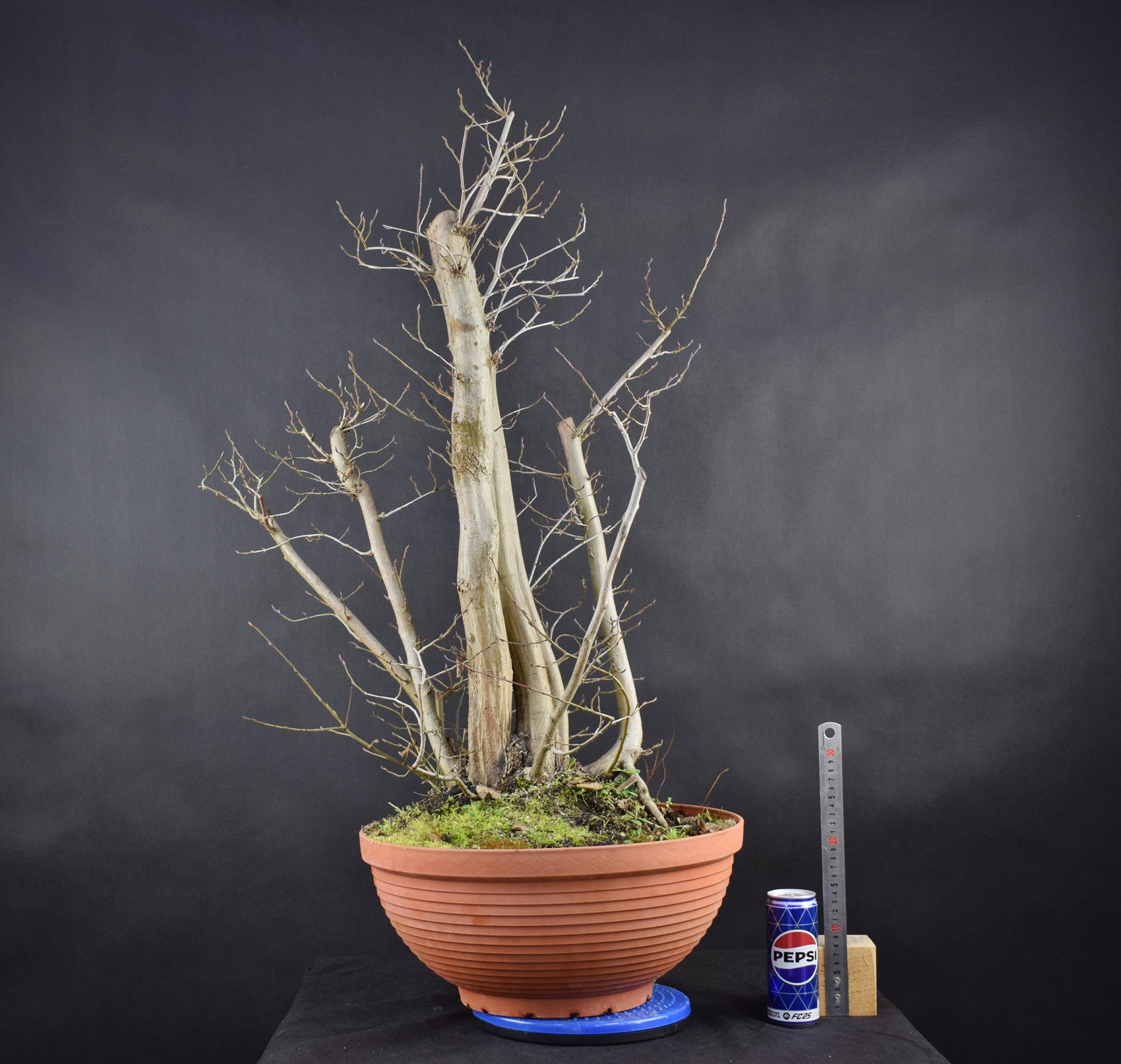 Carpinus betulus 32