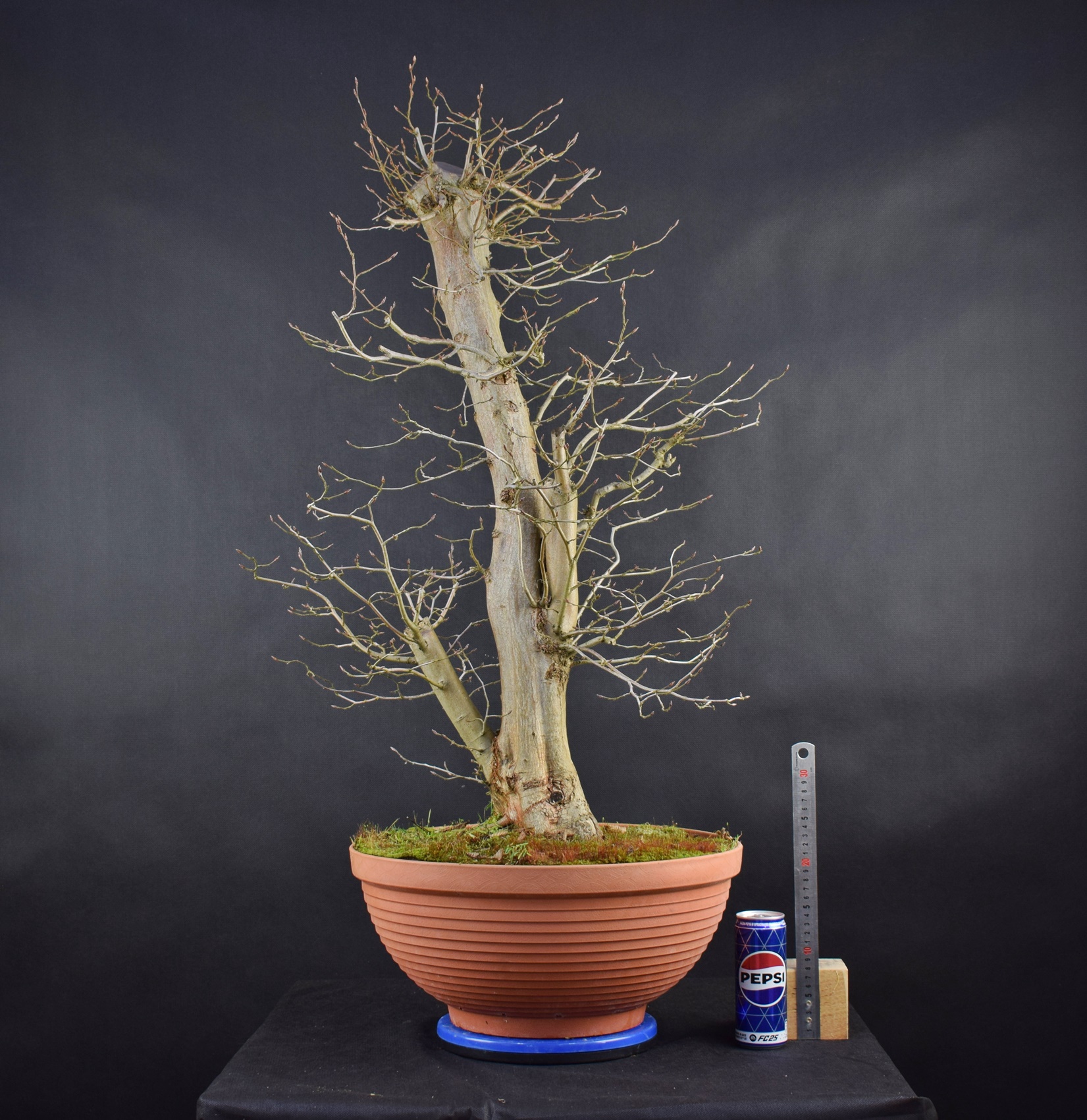 Carpinus betulus 33