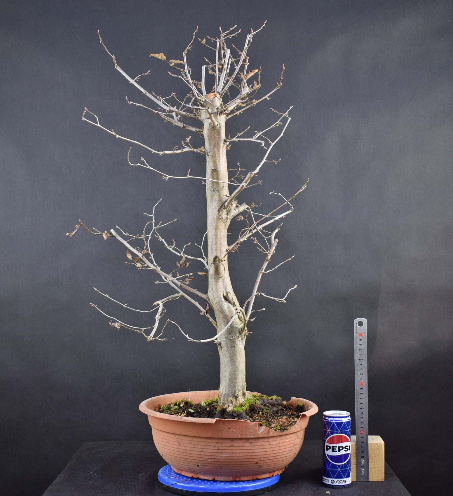 Carpinus betulus 34