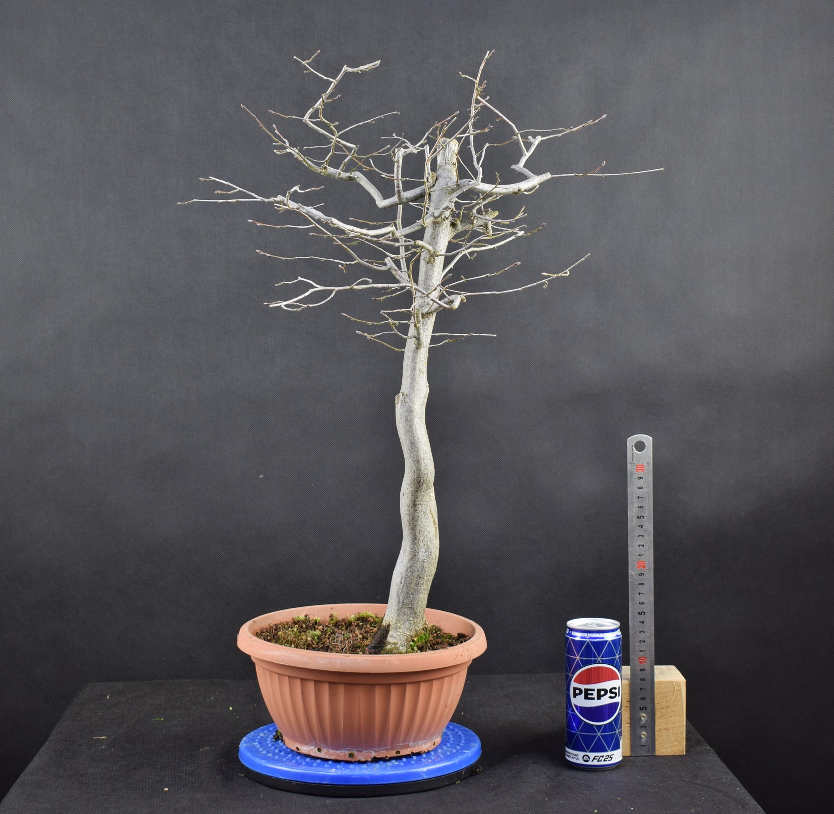 Carpinus betulus 35