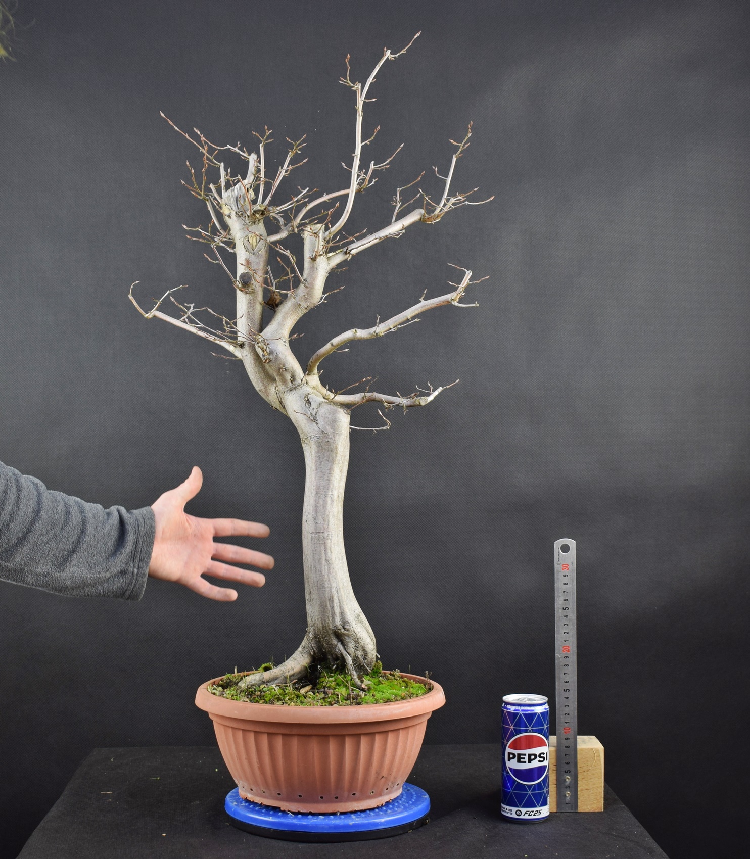 Carpinus betulus 36