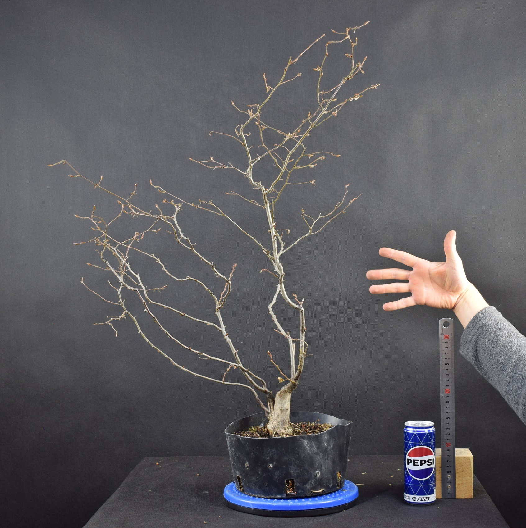 Carpinus betulus 37