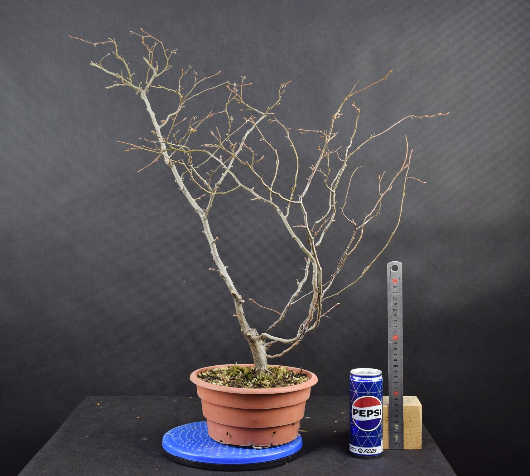 Carpinus betulus 38