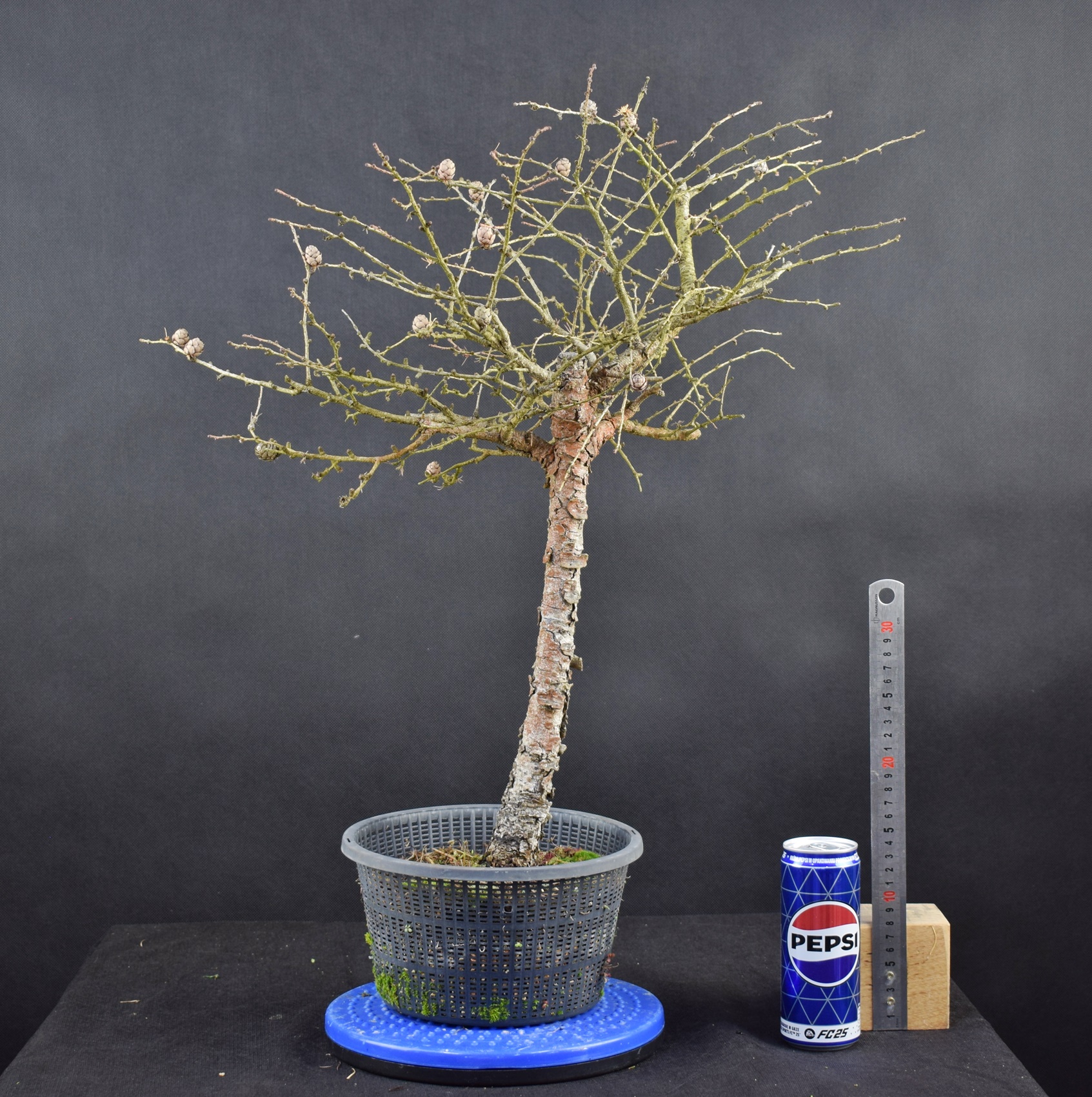 Larix 13