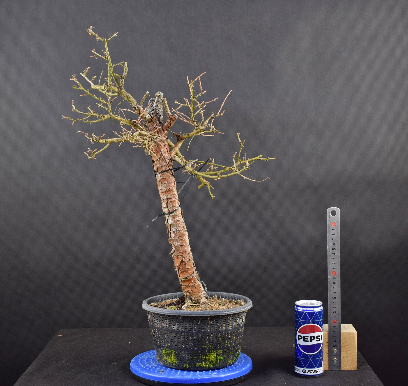 Larix 16
