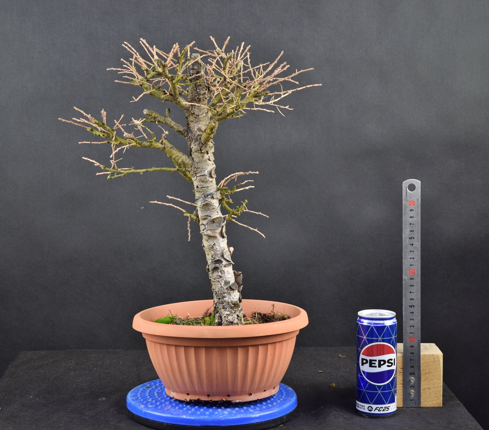 Larix 14