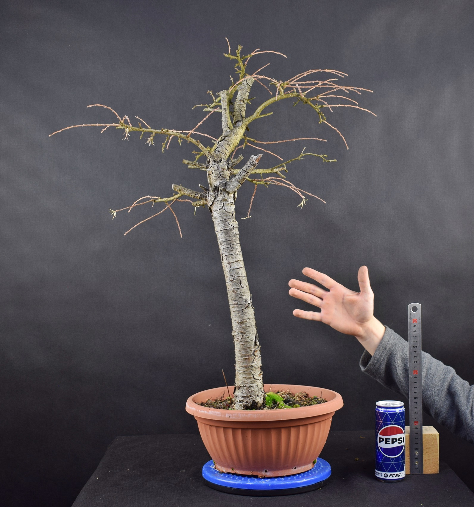Larix 15
