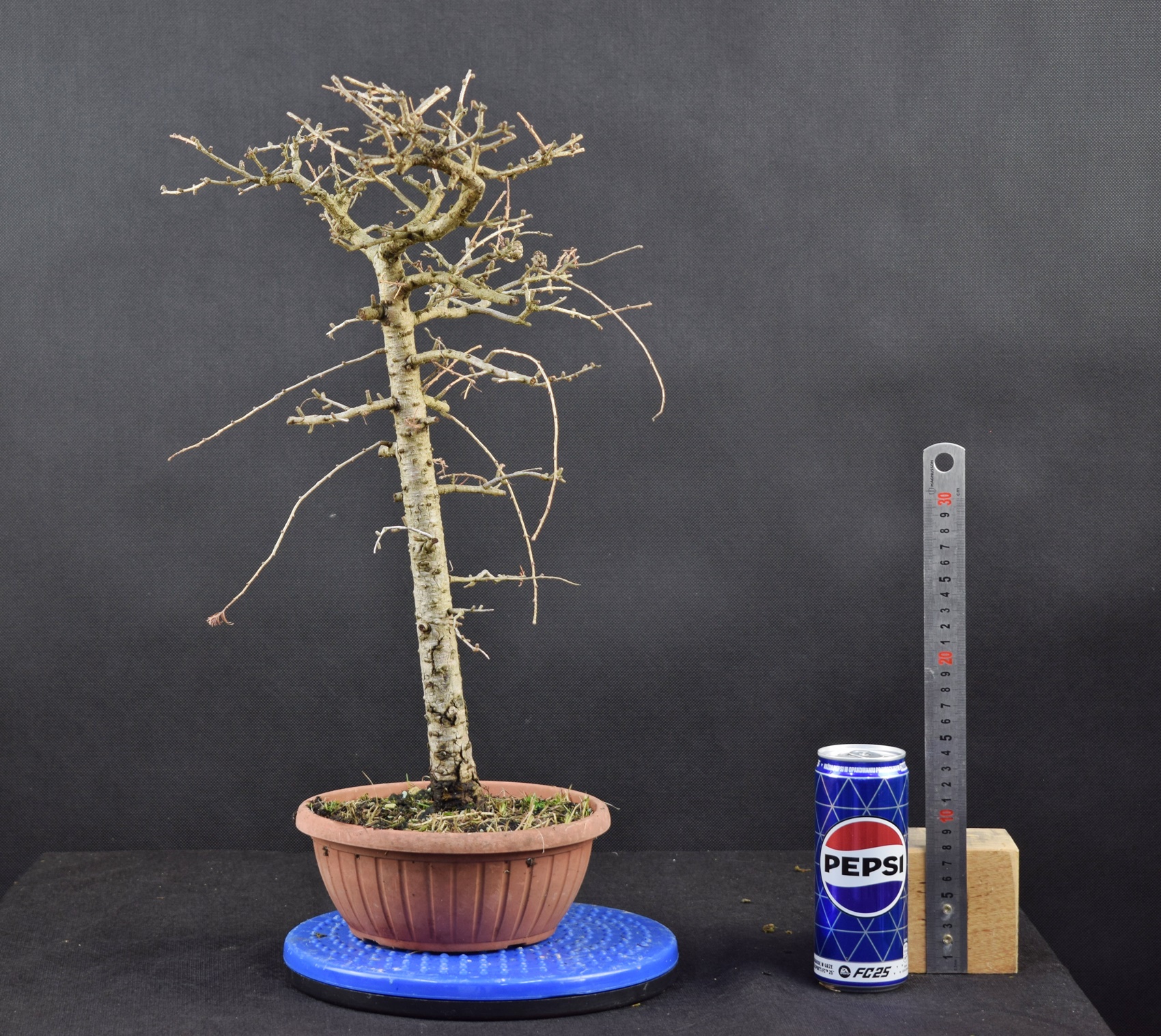 Larix 17
