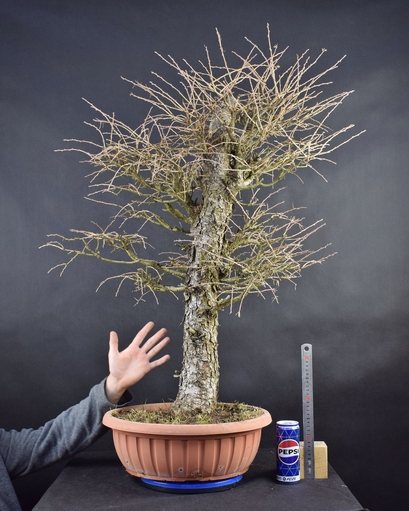 Larix 18