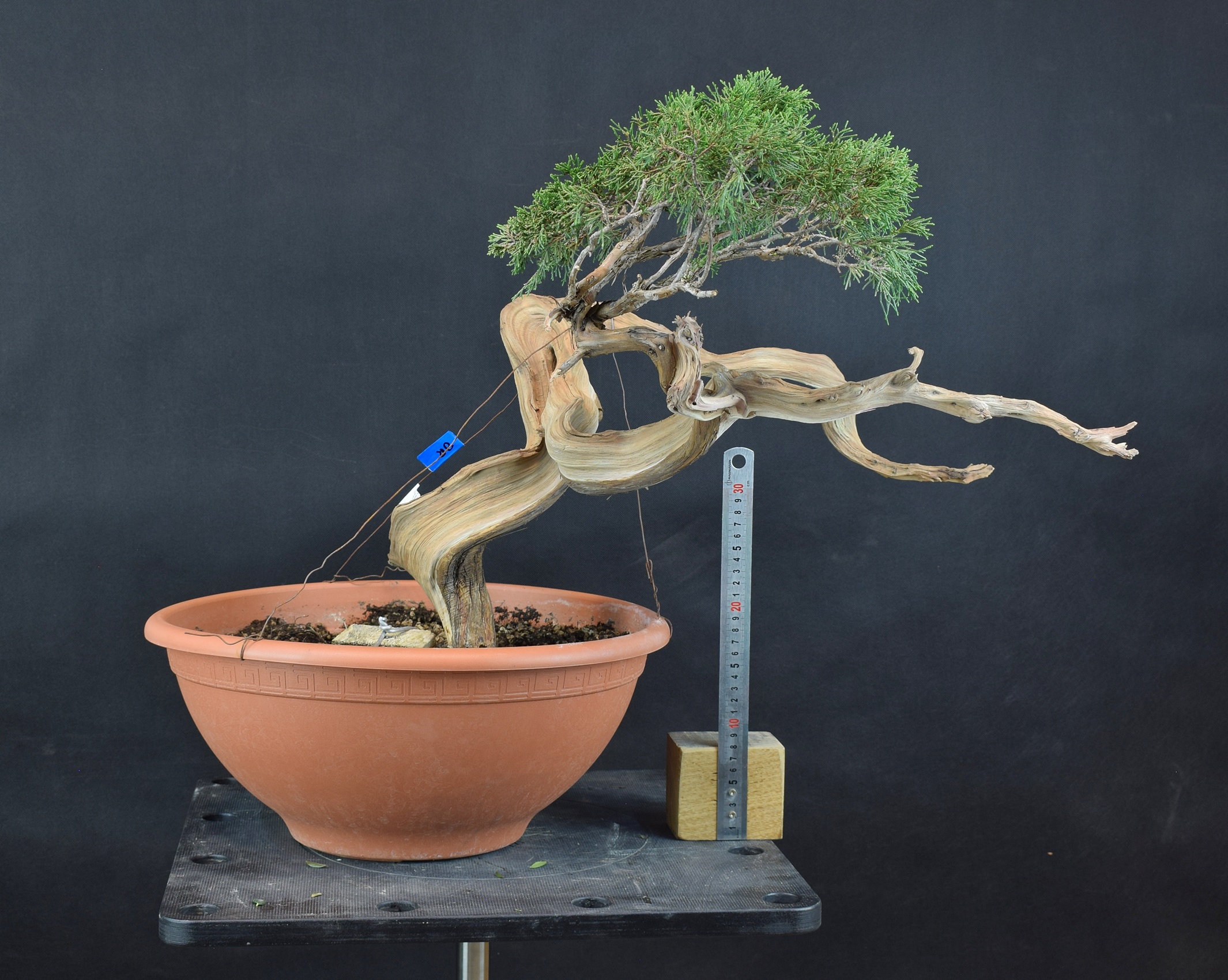 Juniperus sabina 16