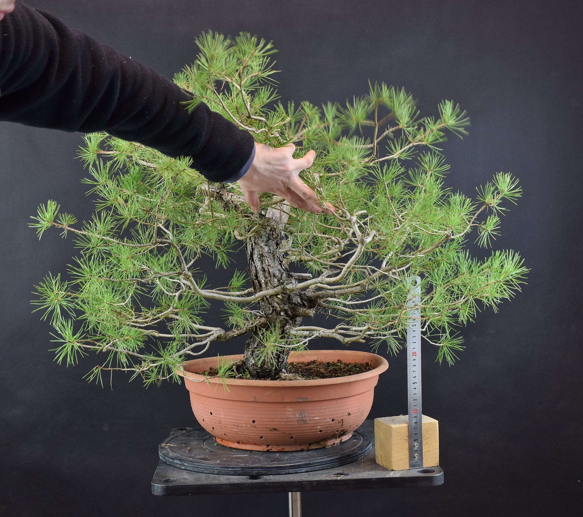 Pinus sylvestris 074