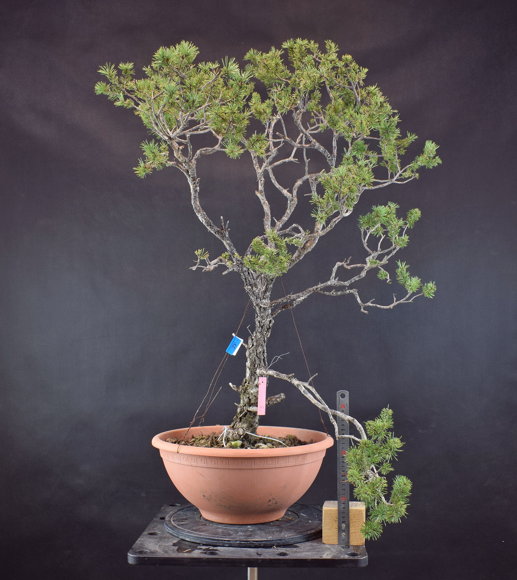 Pinus sylvestris 076