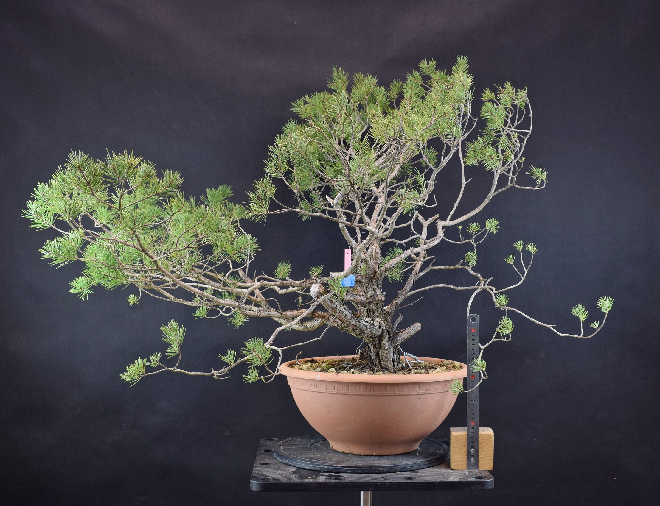 Pinus sylvestris 077