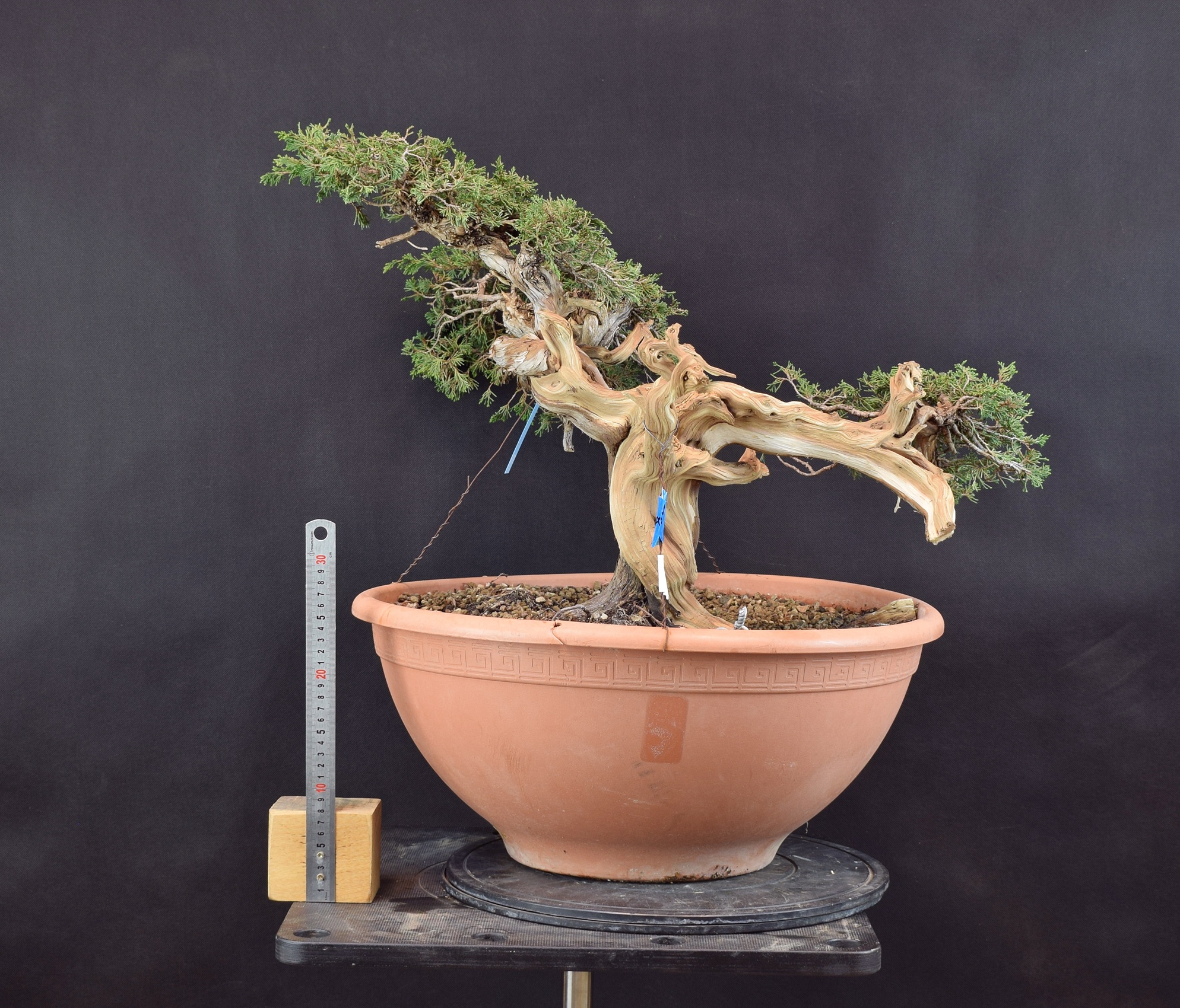 Juniperus sabina 17